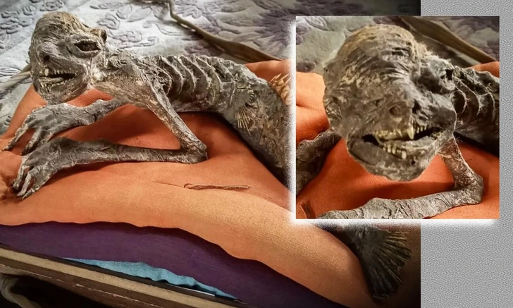 В Японии снова нашли жуткую мумию-русалку. От фото мороз по коже