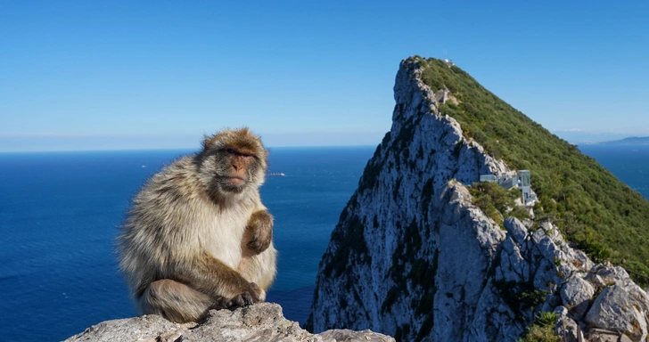 Макаки на Гибралтаре начали есть землю